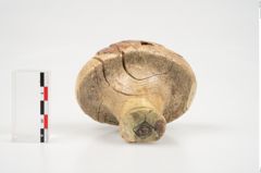 Foto von Elfenbeinschwertknauf (NHMW-PRAE-026406)